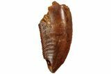 Serrated, Raptor Tooth - Real Dinosaur Tooth #216542-1